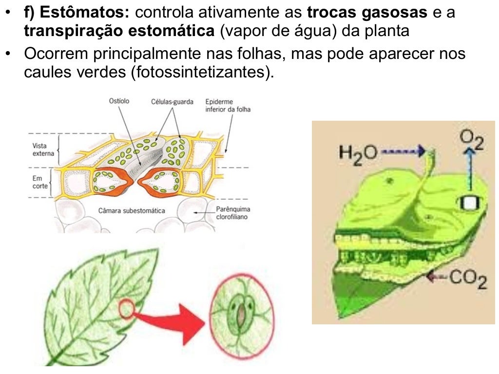 Fgv Sp Com Relacao Aos Tecidos Vegetais