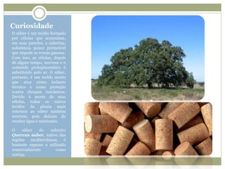 Curiosidade
O súber é um tecido formado
por células que acumulam,
em suas paredes, a suberina,
substância pouco permeável
que impede as trocas gasosas.
Com isso, as células, depois
de algum tempo, morrem e o
conteúdo protoplasmático é
substituído pelo ar. O súber,
portanto, é um tecido morto
que atua como isolante
térmico e como proteção
contra choques mecânicos.
Devido à morte de suas
células, todos os outros
tecidos da planta mais
externos ao súber também
morrem, pois deixam de
receber água e nutrientes.
O súber do sobreiro
Quercus suber, nativo das
regiões mediterrâneas, é
bastante espesso e utilizado
comercialmente como
cortiça.
 