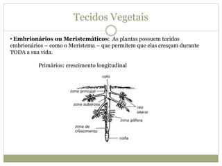 Tecidos Vegetais
• Embrionários ou Meristemáticos: As plantas possuem tecidos
embrionários – como o Meristema – que permitem que elas cresçam durante
TODA a sua vida.
Primários: crescimento longitudinal
 