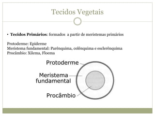 Tecidos Vegetais
• Tecidos Primários: formados a partir de meristemas primários
Protoderme: Epiderme
Meristema fundamental: Parênquima, colênquima e esclerênquima
Procâmbio: Xilema, Floema
 