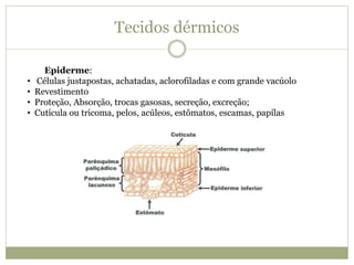 Tecidos dérmicos
Epiderme:
• Células justapostas, achatadas, aclorofiladas e com grande vacúolo
• Revestimento
• Proteção, Absorção, trocas gasosas, secreção, excreção;
• Cutícula ou tricoma, pelos, acúleos, estômatos, escamas, papílas
 