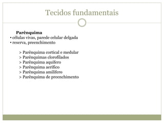 Tecidos fundamentais
Parênquima
• células vivas, parede celular delgada
• reserva, preenchimento
> Parênquima cortical e medular
> Parênquimas clorofilados
> Parênquima aquífero
> Parênquima aerífico
> Parênquima amilífero
> Parênquima de preenchimento
 
