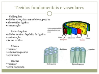 Tecidos fundamentais e vasculares
Colênquima
• células vivas, ricas em celulose, pectina
• não contém lignina
• sustentação
Esclerênquima
• células mortas: depósito de lignina
• sustentação
• forma tecidos
Xilema
• vascular
• sistema traqueário
• seiva bruta
Floema
• vascular
• seiva elaborada
 