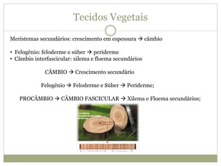 Tecidos Vegetais
Meristemas secundários: crescimento em espessura  câmbio
• Felogênio: feloderme e súber  periderme
• Câmbio interfascicular: xilema e floema secundários
CÂMBIO  Crescimento secundário
Felogênio  Feloderme e Súber  Periderme;
PROCÂMBIO  CÂMBIO FASCICULAR  Xilema e Floema secundários;
 