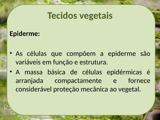 Tecidos vegetais
Epiderme:
• As células que compõem a epiderme são
variáveis em função e estrutura.
• A massa básica de células epidérmicas é
arranjada compactamente e fornece
considerável proteção mecânica ao vegetal.
 