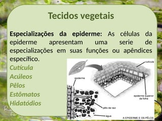 Tecidos vegetais
Especializações da epiderme: As células da
epiderme apresentam uma serie de
especializações em suas funções ou apêndices
específico.
Cutícula
Acúleos
Pêlos
Estômatos
Hidatódios
 