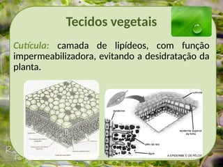 Tecidos vegetais
Cutícula: camada de lipídeos, com função
impermeabilizadora, evitando a desidratação da
planta.
 