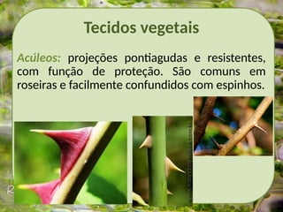 Tecidos vegetais
Acúleos: projeções pontiagudas e resistentes,
com função de proteção. São comuns em
roseiras e facilmente confundidos com espinhos.
 