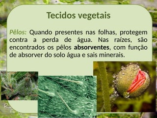 Tecidos vegetais
Pêlos: Quando presentes nas folhas, protegem
contra a perda de água. Nas raízes, são
encontrados os pêlos absorventes, com função
de absorver do solo água e sais minerais.
 