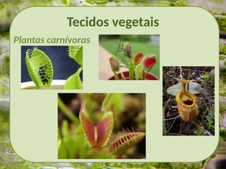 Tecidos vegetais
Plantas carnívoras
 