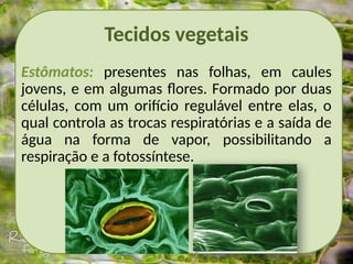 Tecidos vegetais
Estômatos: presentes nas folhas, em caules
jovens, e em algumas flores. Formado por duas
células, com um orifício regulável entre elas, o
qual controla as trocas respiratórias e a saída de
água na forma de vapor, possibilitando a
respiração e a fotossíntese.
 