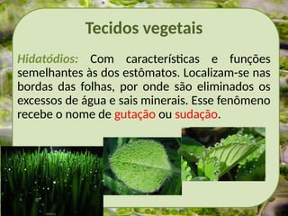 Tecidos vegetais
Hidatódios: Com características e funções
semelhantes às dos estômatos. Localizam-se nas
bordas das folhas, por onde são eliminados os
excessos de água e sais minerais. Esse fenômeno
recebe o nome de gutação ou sudação.
 