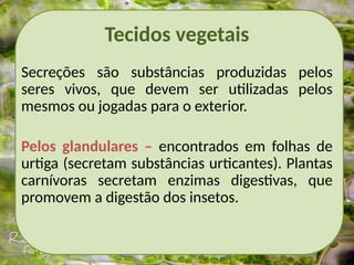 Tecidos vegetais
Secreções são substâncias produzidas pelos
seres vivos, que devem ser utilizadas pelos
mesmos ou jogadas para o exterior.
Pelos glandulares – encontrados em folhas de
urtiga (secretam substâncias urticantes). Plantas
carnívoras secretam enzimas digestivas, que
promovem a digestão dos insetos.
 