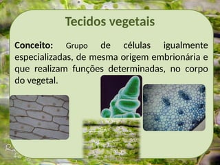 Tecidos vegetais
Conceito: Grupo de células igualmente
especializadas, de mesma origem embrionária e
que realizam funções determinadas, no corpo
do vegetal.
 