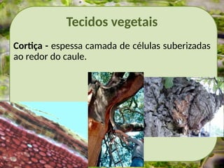 Tecidos vegetais
Cortiça - espessa camada de células suberizadas
ao redor do caule.
 