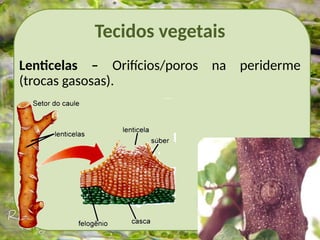 Tecidos vegetais
Lenticelas – Orifícios/poros na periderme
(trocas gasosas).
 