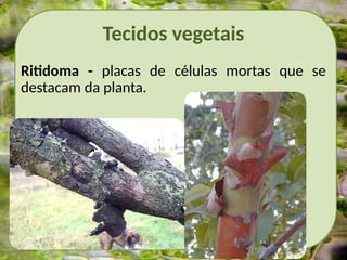 Tecidos vegetais
Ritidoma - placas de células mortas que se
destacam da planta.
 