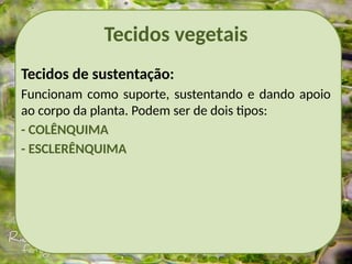 Tecidos vegetais
Tecidos de sustentação:
Funcionam como suporte, sustentando e dando apoio
ao corpo da planta. Podem ser de dois tipos:
- COLÊNQUIMA
- ESCLERÊNQUIMA
 