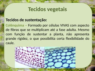 Tecidos vegetais
Tecidos de sustentação:
Colênquima – Formado por células VIVAS com aspecto
de fibras que se multiplicam até a fase adulta. Mesmo
com função de sustentar a planta, não apresenta
grande rigidez, o que possibilita certa flexibilidade do
caule.
 