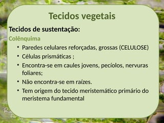 Tecidos vegetais
Tecidos de sustentação:
Colênquima
• Paredes celulares reforçadas, grossas (CELULOSE)
• Células prismáticas ;
• Encontra-se em caules jovens, pecíolos, nervuras
foliares;
• Não encontra-se em raízes.
• Tem origem do tecido meristemático primário do
meristema fundamental
 