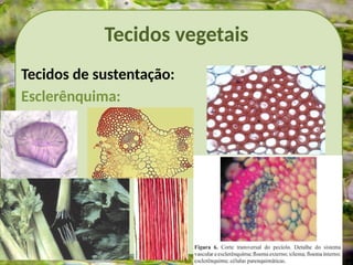 Tecidos vegetais
Tecidos de sustentação:
Esclerênquima:
 