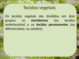 Tecidos vegetais
Os tecidos vegetais são divididos em dois
grupos: os meristemas (ou tecidos
embrionários) e os tecidos permanentes (ou
diferenciados, ou adultos).
 