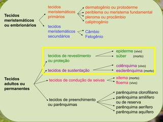 Tecidos
meristemáticos
ou embrionários
Tecidos
adultos ou
permanentes
tecidos
meristemáticos
primários
tecidos
meristemáticos
secundários
tecidos de revestimento
ou proteção
tecidos de sustentação
tecidos de condução de seivas
tecidos de preenchimento
ou parênquimas
dermatogênio ou protoderme
periblema ou meristema fundamental
pleroma ou procâmbio
caliptrogênio
Câmbio
Felogênio
epiderme (vivo)
súber (morto)
colênquima (vivo)
esclerênquima (morto)
xilema (morto)
floema (vivo)
parênquima clorofiliano
parênquima amilífero
ou de reserva
parênquima aerífero
parênquima aquífero
 