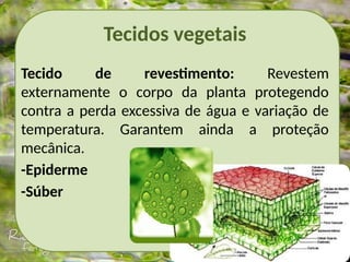 Tecidos vegetais
Tecido de revestimento: Revestem
externamente o corpo da planta protegendo
contra a perda excessiva de água e variação de
temperatura. Garantem ainda a proteção
mecânica.
-Epiderme
-Súber
 