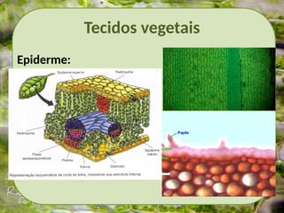 Tecidos vegetais
Epiderme:
 
