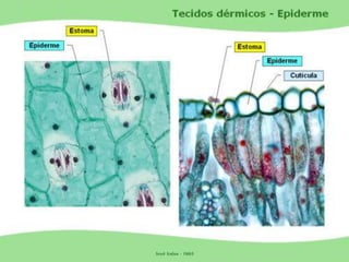 Tecidos Vegetais Meristemas