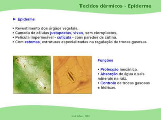 Tecidos Vegetais Meristemas