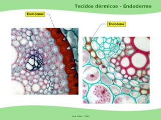 Tecidos Vegetais Meristemas