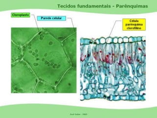 Tecidos Vegetais Meristemas
