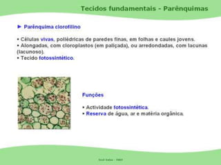 Tecidos Vegetais Meristemas