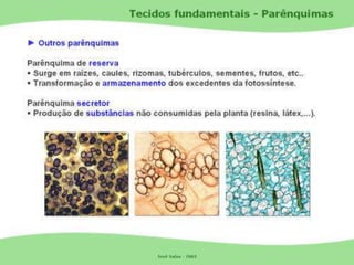 Tecidos Vegetais Meristemas