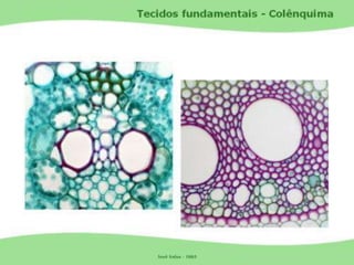 Tecidos Vegetais Meristemas