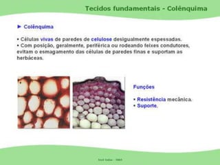 Tecidos Vegetais Meristemas