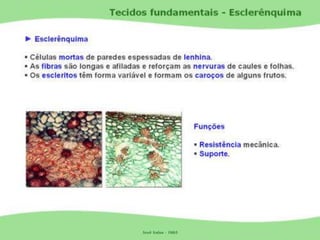 Tecidos Vegetais Meristemas