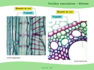 Tecidos Vegetais Meristemas