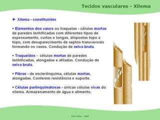 Tecidos Vegetais Meristemas