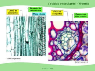 Tecidos Vegetais Meristemas