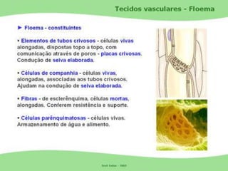 Tecidos Vegetais Meristemas
