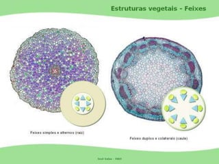 Tecidos Vegetais Meristemas