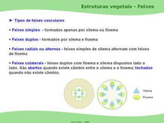 Tecidos Vegetais Meristemas