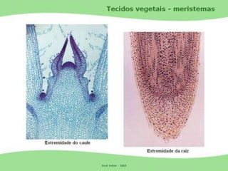 Tecidos Vegetais Meristemas