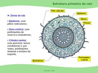 Tecidos Vegetais Meristemas