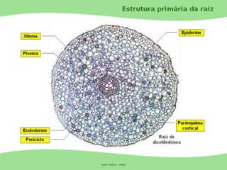 Tecidos Vegetais Meristemas