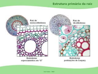 Tecidos Vegetais Meristemas
