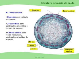 Tecidos Vegetais Meristemas