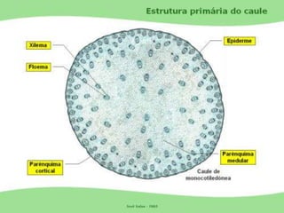 Tecidos Vegetais Meristemas